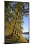 Canada, B.C., Gulf Islands, Wallace Island. Fir Trees Along the Path-Kevin Oke-Mounted Photographic Print