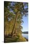 Canada, B.C., Gulf Islands, Wallace Island. Fir Trees Along the Path-Kevin Oke-Stretched Canvas