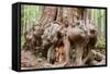 Canada, B.C, Port Renfrew, Avatar Grove, Ancient Red Cedar Tree-Jamie And Judy Wild-Framed Stretched Canvas