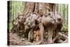 Canada, B.C, Port Renfrew, Avatar Grove, Ancient Red Cedar Tree-Jamie And Judy Wild-Stretched Canvas