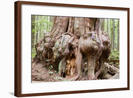 Canada, B.C, Port Renfrew, Avatar Grove, Ancient Red Cedar Tree-Jamie And Judy Wild-Framed Photographic Print