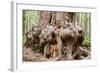 Canada, B.C, Port Renfrew, Avatar Grove, Ancient Red Cedar Tree-Jamie And Judy Wild-Framed Photographic Print