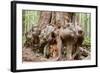 Canada, B.C, Port Renfrew, Avatar Grove, Ancient Red Cedar Tree-Jamie And Judy Wild-Framed Photographic Print