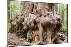 Canada, B.C, Port Renfrew, Avatar Grove, Ancient Red Cedar Tree-Jamie And Judy Wild-Mounted Photographic Print