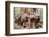 Canada, B.C, Port Renfrew, Avatar Grove, Ancient Red Cedar Tree-Jamie And Judy Wild-Framed Photographic Print