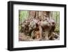 Canada, B.C, Port Renfrew, Avatar Grove, Ancient Red Cedar Tree-Jamie And Judy Wild-Framed Photographic Print