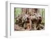 Canada, B.C, Port Renfrew, Avatar Grove, Ancient Red Cedar Tree-Jamie And Judy Wild-Framed Photographic Print