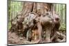 Canada, B.C, Port Renfrew, Avatar Grove, Ancient Red Cedar Tree-Jamie And Judy Wild-Mounted Photographic Print