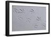 Canada, B.C, Sidney Island. Gull Footprints, Gulf Islands National Park Reserve-Kevin Oke-Framed Photographic Print