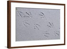 Canada, B.C, Sidney Island. Gull Footprints, Gulf Islands National Park Reserve-Kevin Oke-Framed Photographic Print