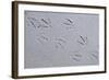 Canada, B.C, Sidney Island. Gull Footprints, Gulf Islands National Park Reserve-Kevin Oke-Framed Photographic Print