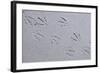 Canada, B.C, Sidney Island. Gull Footprints, Gulf Islands National Park Reserve-Kevin Oke-Framed Photographic Print