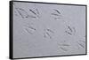 Canada, B.C, Sidney Island. Gull Footprints, Gulf Islands National Park Reserve-Kevin Oke-Framed Stretched Canvas