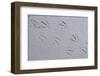 Canada, B.C, Sidney Island. Gull Footprints, Gulf Islands National Park Reserve-Kevin Oke-Framed Photographic Print