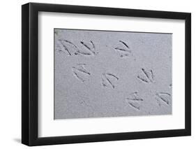 Canada, B.C, Sidney Island. Gull Footprints, Gulf Islands National Park Reserve-Kevin Oke-Framed Photographic Print