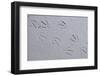 Canada, B.C, Sidney Island. Gull Footprints, Gulf Islands National Park Reserve-Kevin Oke-Framed Photographic Print