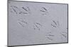 Canada, B.C, Sidney Island. Gull Footprints, Gulf Islands National Park Reserve-Kevin Oke-Mounted Photographic Print