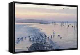 Canada, B.C, Sidney Island. Gulls at Sunset, Gulf Islands National Park Reserve-Kevin Oke-Framed Stretched Canvas