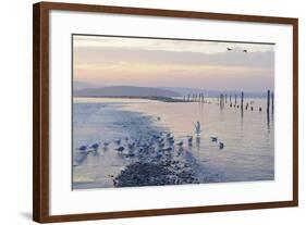 Canada, B.C, Sidney Island. Gulls at Sunset, Gulf Islands National Park Reserve-Kevin Oke-Framed Photographic Print