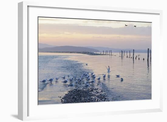 Canada, B.C, Sidney Island. Gulls at Sunset, Gulf Islands National Park Reserve-Kevin Oke-Framed Photographic Print