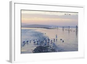 Canada, B.C, Sidney Island. Gulls at Sunset, Gulf Islands National Park Reserve-Kevin Oke-Framed Photographic Print