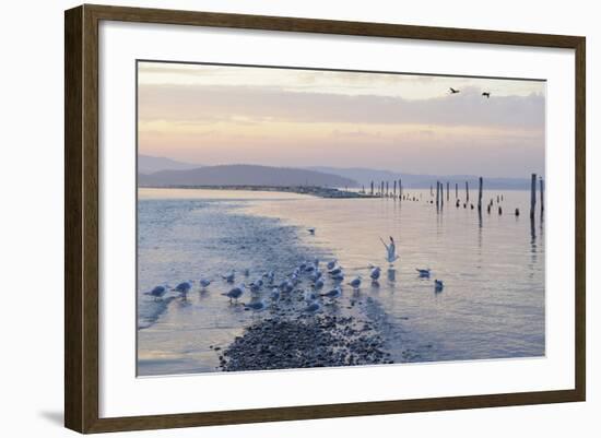 Canada, B.C, Sidney Island. Gulls at Sunset, Gulf Islands National Park Reserve-Kevin Oke-Framed Photographic Print