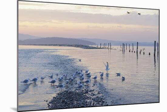 Canada, B.C, Sidney Island. Gulls at Sunset, Gulf Islands National Park Reserve-Kevin Oke-Mounted Photographic Print