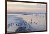 Canada, B.C, Sidney Island. Gulls at Sunset, Gulf Islands National Park Reserve-Kevin Oke-Framed Photographic Print