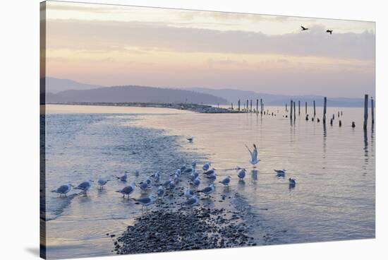 Canada, B.C, Sidney Island. Gulls at Sunset, Gulf Islands National Park Reserve-Kevin Oke-Stretched Canvas