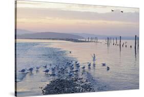 Canada, B.C, Sidney Island. Gulls at Sunset, Gulf Islands National Park Reserve-Kevin Oke-Stretched Canvas