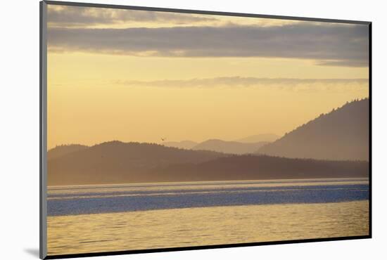 Canada, B.C, Sidney Island. Layered Yellow Islands with Bird Flying-Kevin Oke-Mounted Photographic Print