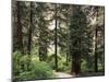 Canada, B.C., Sitka Spruce Forest at Exchamsiks River Provincial Park-Mike Grandmaison-Mounted Photographic Print