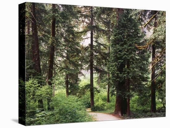 Canada, B.C., Sitka Spruce Forest at Exchamsiks River Provincial Park-Mike Grandmaison-Stretched Canvas