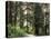 Canada, B.C., Sitka Spruce Forest at Exchamsiks River Provincial Park-Mike Grandmaison-Stretched Canvas