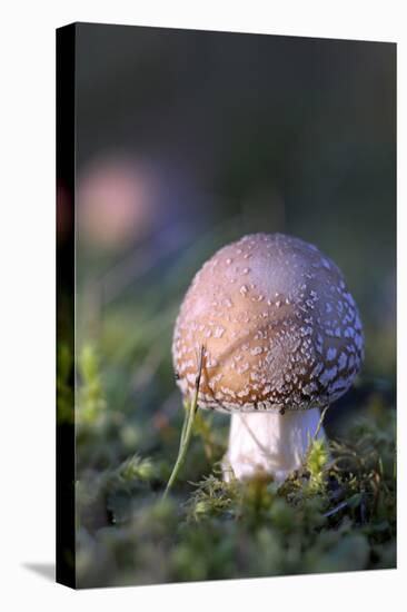 Canada, B.C, Vancouver. Amanita Muscaria at a Young Stage with Moss-Kevin Oke-Stretched Canvas