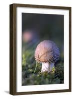 Canada, B.C, Vancouver. Amanita Muscaria at a Young Stage with Moss-Kevin Oke-Framed Photographic Print