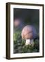 Canada, B.C, Vancouver. Amanita Muscaria at a Young Stage with Moss-Kevin Oke-Framed Photographic Print