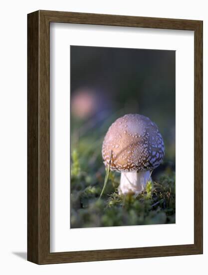 Canada, B.C, Vancouver. Amanita Muscaria at a Young Stage with Moss-Kevin Oke-Framed Photographic Print