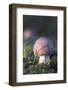 Canada, B.C, Vancouver. Amanita Muscaria at a Young Stage with Moss-Kevin Oke-Framed Photographic Print