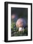 Canada, B.C, Vancouver. Amanita Muscaria at a Young Stage with Moss-Kevin Oke-Framed Photographic Print