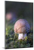 Canada, B.C, Vancouver. Amanita Muscaria at a Young Stage with Moss-Kevin Oke-Mounted Photographic Print