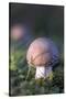 Canada, B.C, Vancouver. Amanita Muscaria at a Young Stage with Moss-Kevin Oke-Stretched Canvas