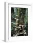 Canada, B.C, Vancouver. Brown Mushrooms Covering a Tree Trunk-Kevin Oke-Framed Photographic Print