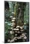 Canada, B.C, Vancouver. Brown Mushrooms Covering a Tree Trunk-Kevin Oke-Mounted Photographic Print