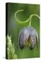 Canada, B.C, Vancouver Island. Chocolate Lily, Fritillaria Affinis-Kevin Oke-Stretched Canvas