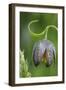 Canada, B.C, Vancouver Island. Chocolate Lily, Fritillaria Affinis-Kevin Oke-Framed Photographic Print