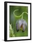 Canada, B.C, Vancouver Island. Chocolate Lily, Fritillaria Affinis-Kevin Oke-Framed Photographic Print