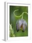 Canada, B.C, Vancouver Island. Chocolate Lily, Fritillaria Affinis-Kevin Oke-Framed Photographic Print
