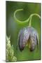 Canada, B.C, Vancouver Island. Chocolate Lily, Fritillaria Affinis-Kevin Oke-Mounted Photographic Print