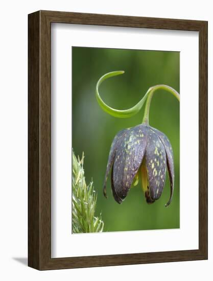 Canada, B.C, Vancouver Island. Chocolate Lily, Fritillaria Affinis-Kevin Oke-Framed Photographic Print